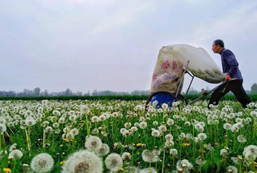 回乡致富项目_致富返乡种植项目有哪些_返乡种植致富项目