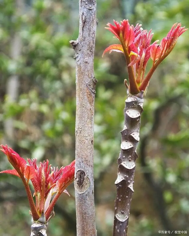 种植大棚香椿的经济效益_大棚种植香椿前景怎样_大棚香椿种植 致富