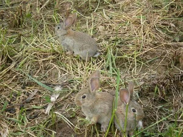 湖南野兔养殖基地_湖南致富经野兔养殖技术_野兔养殖前景