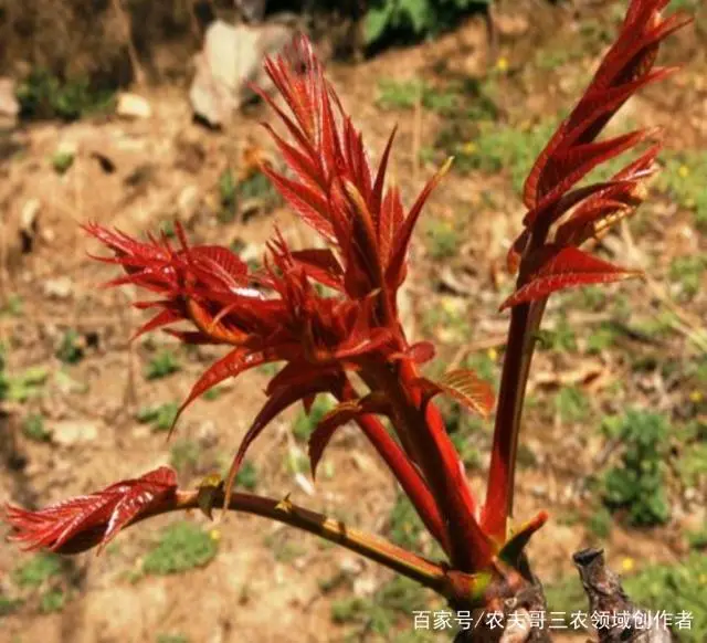 致富大棚种植香椿好吗_大棚种植香椿前景怎样_大棚香椿种植 致富