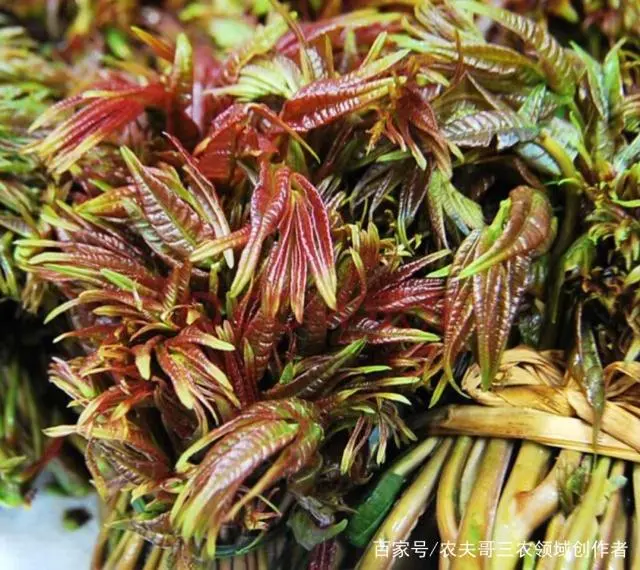 致富大棚种植香椿好吗_大棚香椿种植 致富_大棚种植香椿前景怎样