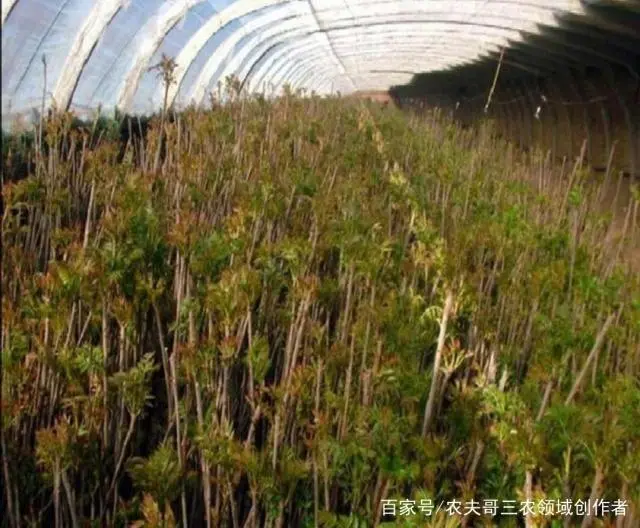 大棚香椿种植 致富_致富大棚种植香椿好吗_大棚种植香椿前景怎样