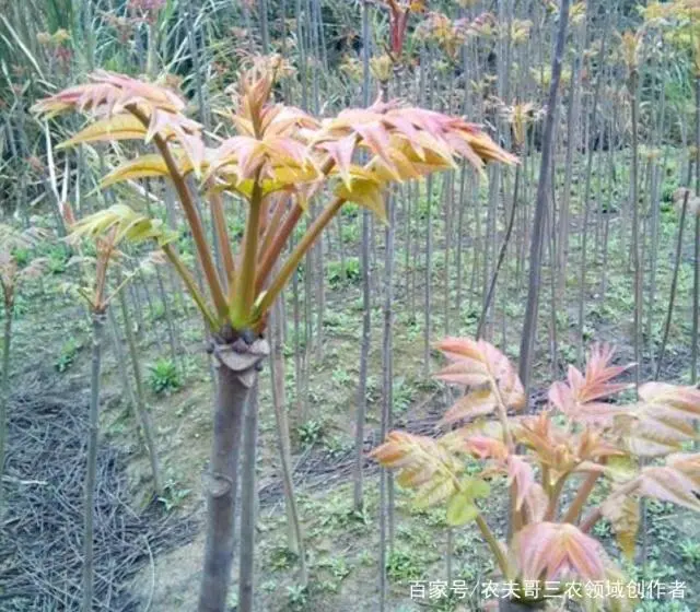 致富大棚种植香椿好吗_大棚香椿种植 致富_大棚种植香椿前景怎样
