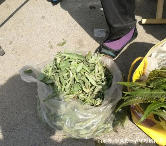 大棚种植香椿前景怎样_致富大棚种植香椿好吗_大棚香椿种植 致富