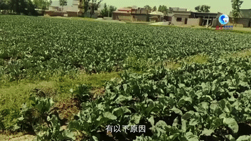 大地种植致富花_致富经花卉种植_致富地带