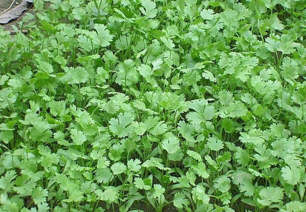 香菜栽培时间与管理技术_香菜种植技术时间多长_香菜种植技术和时间
