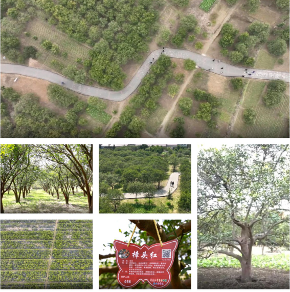 蔓荆子种子_蔓荆子的种植_蔓荆子种植致富视频