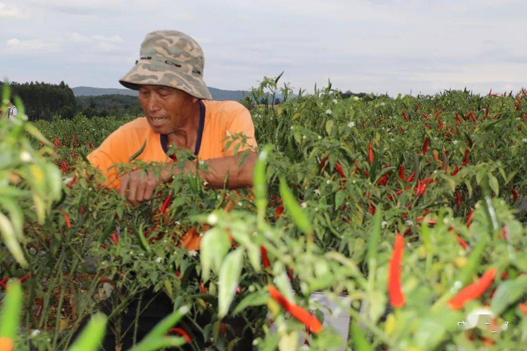 大地种植致富花_致富种植视频全集_致富大地种植花怎么样