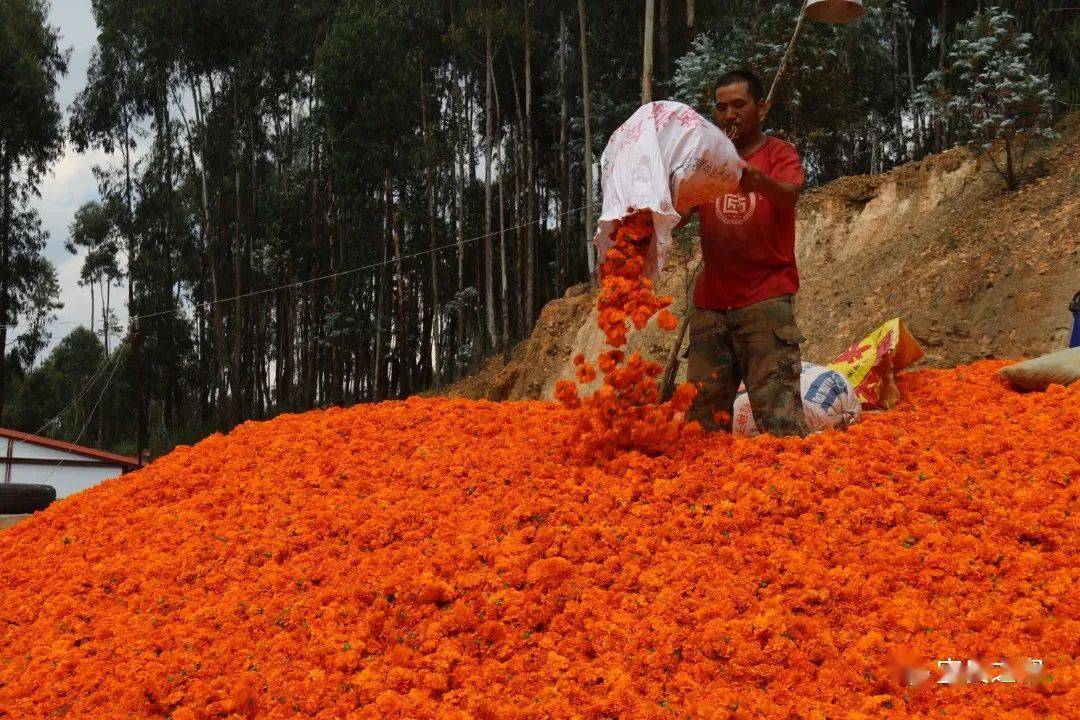致富大地种植花怎么样_大地种植致富花_致富种植视频全集