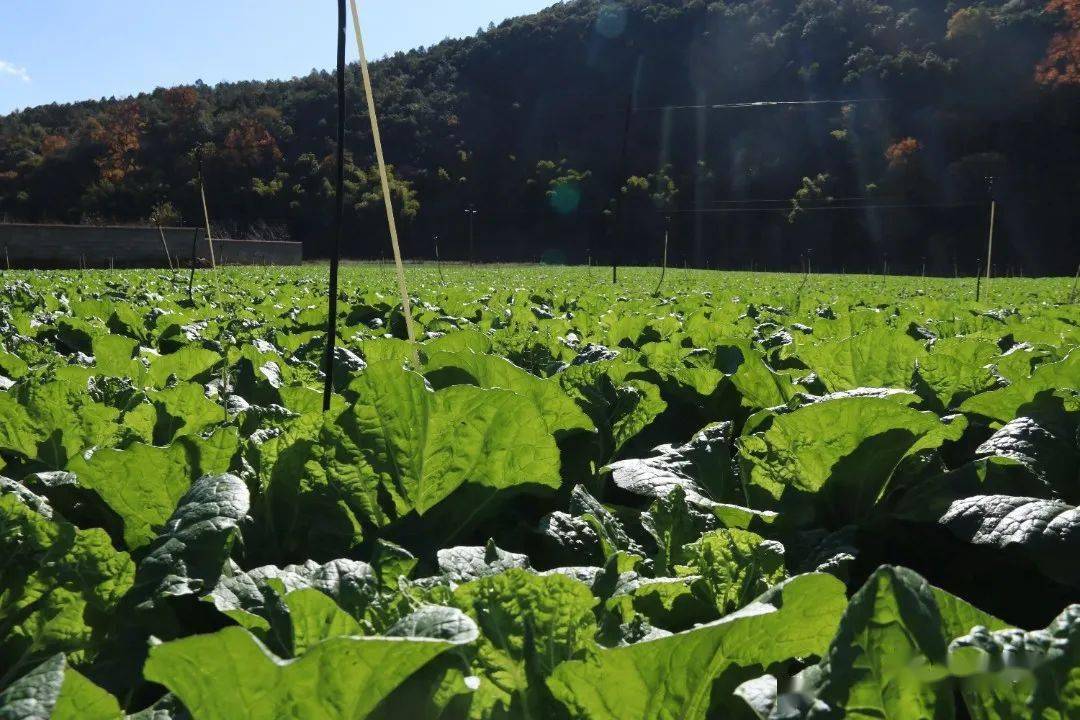 致富大地种植花怎么样_致富种植视频全集_大地种植致富花