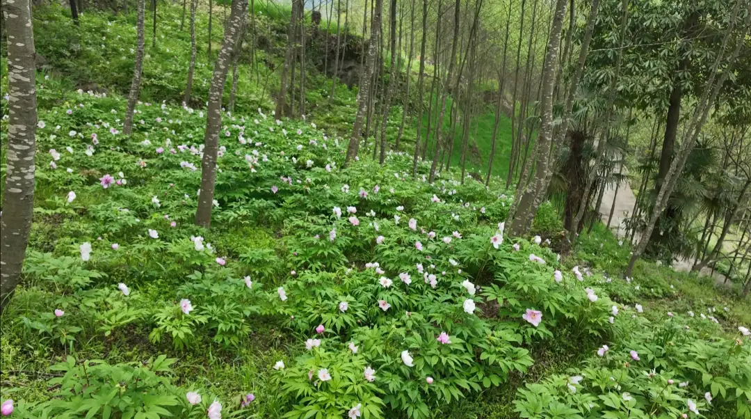 大地种植致富花_致富大地种植花怎么样_致富种植视频全集