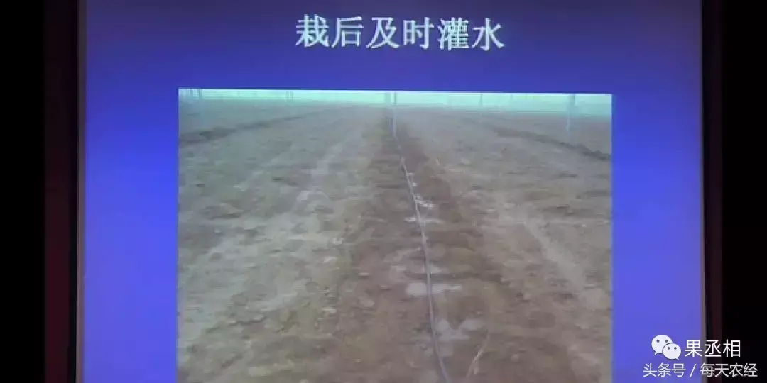 葡萄地膜覆盖方法_种植覆盖葡萄地膜技术要求_葡萄地膜覆盖种植技术