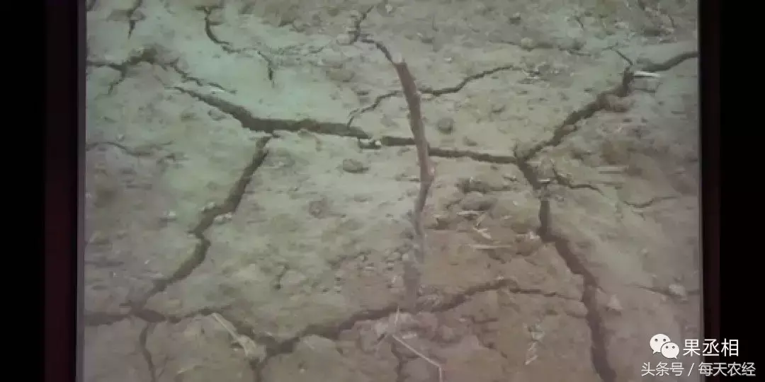 种植覆盖葡萄地膜技术要求_葡萄地膜覆盖方法_葡萄地膜覆盖种植技术
