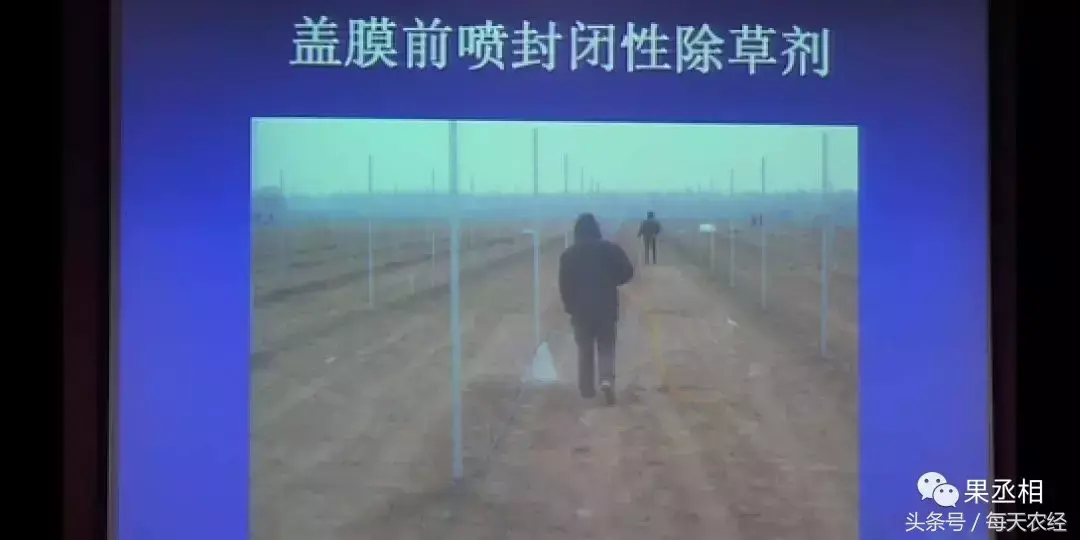 葡萄地膜覆盖种植技术_葡萄地膜覆盖方法_种植覆盖葡萄地膜技术要求