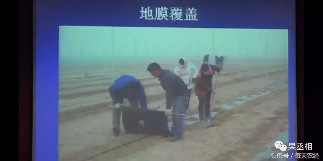 种植覆盖葡萄地膜技术要求_葡萄地膜覆盖种植技术_葡萄地膜覆盖方法