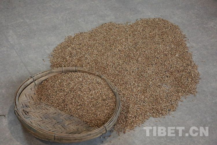 一粒青稞在西藏茁壮成长