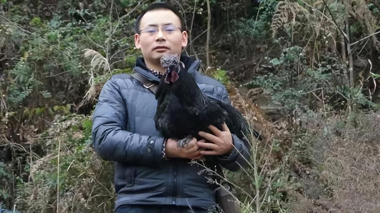 旧院黑鸡湖北销售中心_致富经旧院黑鸡_旧院黑鸡多少钱一斤