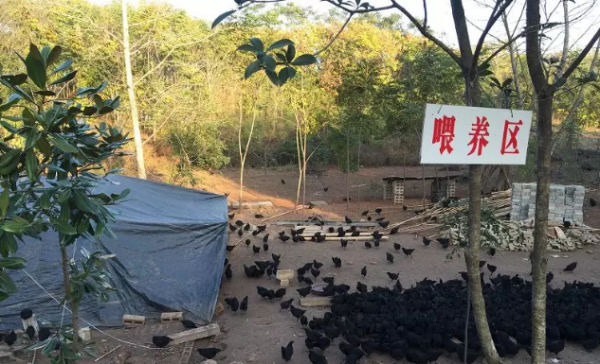 旧院黑鸡养殖技术_致富经旧院黑鸡_旧院黑鸡+0818