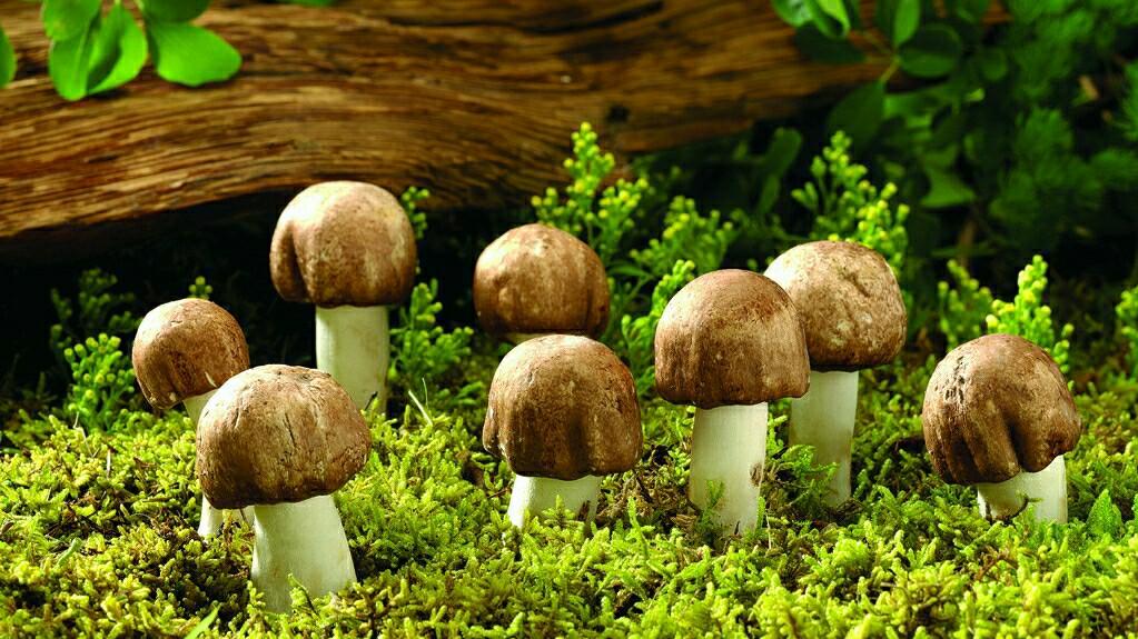 牛粪养磨菇_致富经南阳牛粪种蘑菇_牛粪蘑菇多少钱一公斤