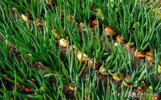 2021年种植洋葱面积大吗_大面积洋葱种植技术_洋葱种植技术及产量