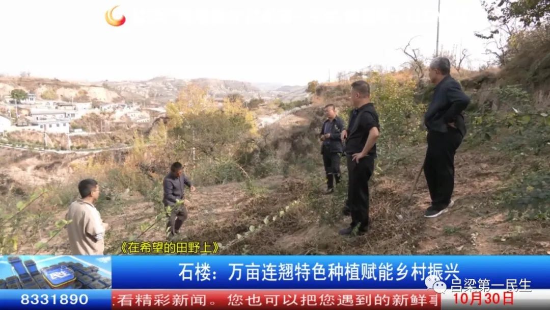 种植连翘致富_致富种植连翘图片_连翘种植收益