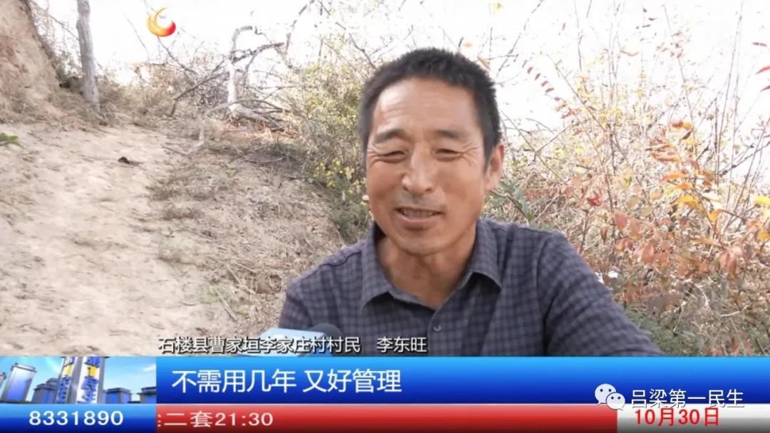 连翘种植收益_种植连翘致富_致富种植连翘图片