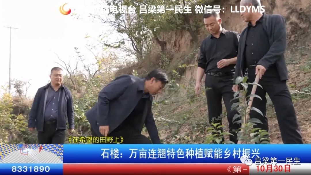 致富种植连翘图片_连翘种植收益_种植连翘致富
