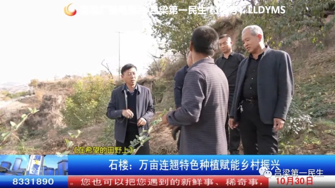种植连翘致富_致富种植连翘图片_连翘种植收益