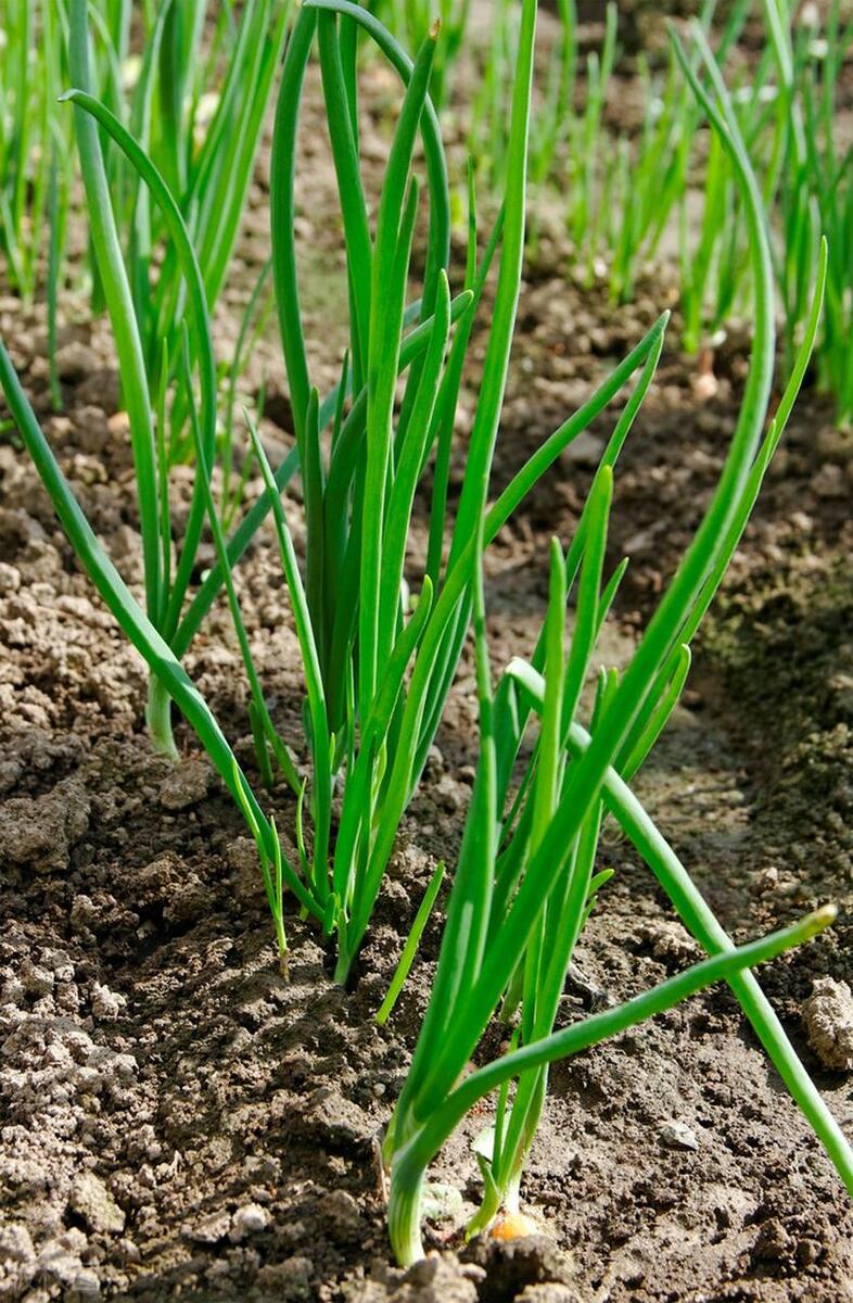 2021年洋葱种植面积豫测_大面积洋葱种植技术_洋葱种植效益