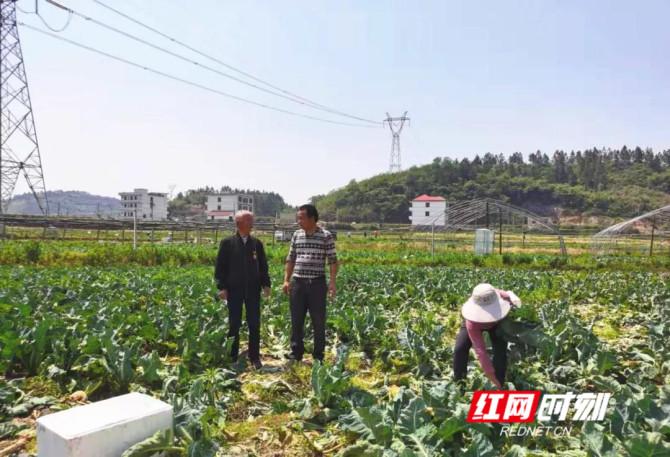 牛粪养磨菇_致富经南阳牛粪种蘑菇_牛粪种蘑菇种类图片