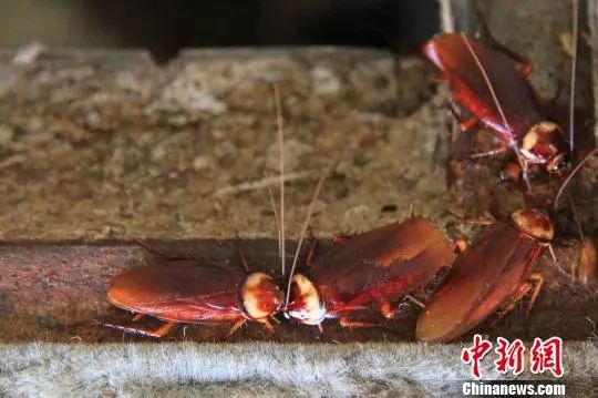 蟑螂养殖技术人工种植技术_蟑螂养殖技术详解_蟑螂养殖技术