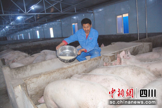 泸州纳溪:养猪种茶 昔日贫困村走上循环生态致富路