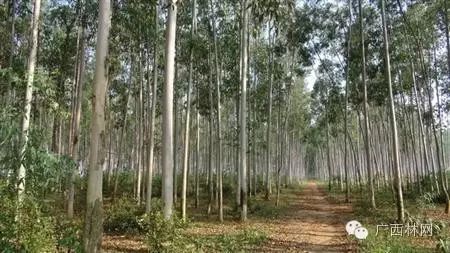 林地养殖技术_林地养殖_养殖林地技术规范最新
