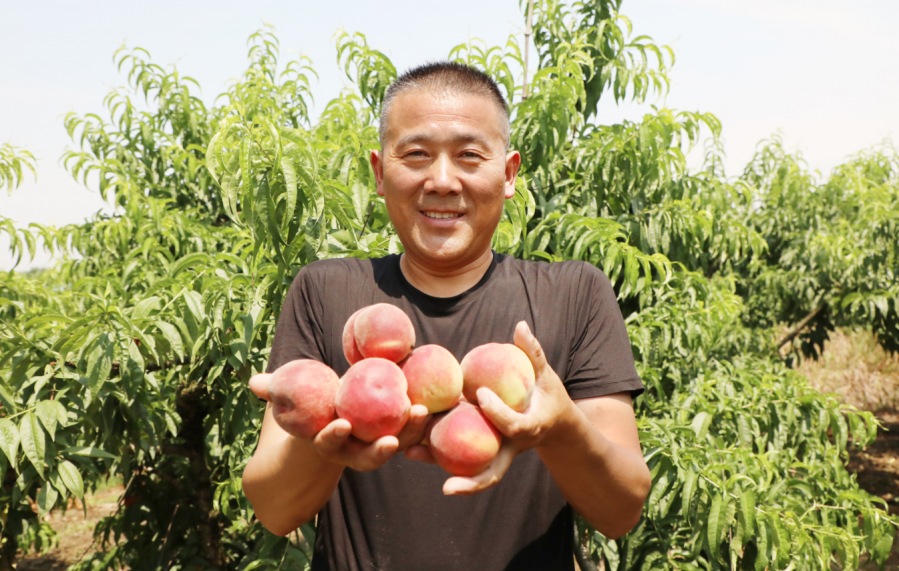 “我对金安脆桃很有信心！”一名退伍老兵的致富经
