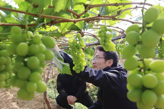 致富经养虾_广西养虾致富经_致富经养虾节目