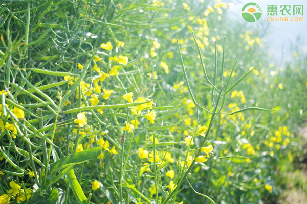 河南露天蔬菜种植时间表