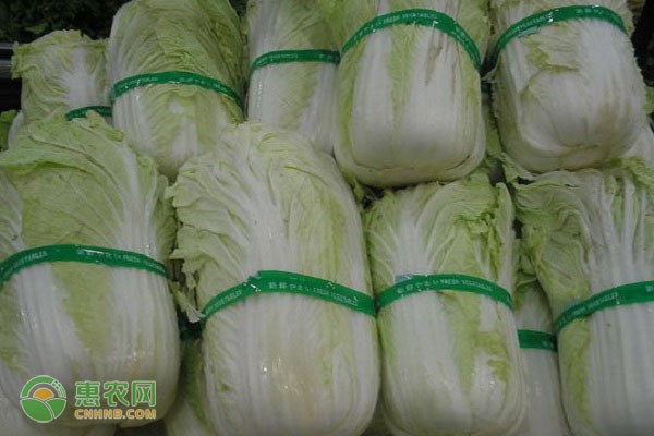 新乡大棚蔬菜种植基地_种植蔬菜致富新乡_河南新乡蔬菜种植基地