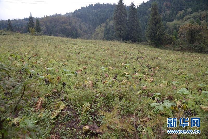 湖北种植药材致富_致富药材湖北种植基地地址_湖北种植什么药材赚钱