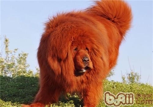 纯种藏獒幼犬多少钱一只