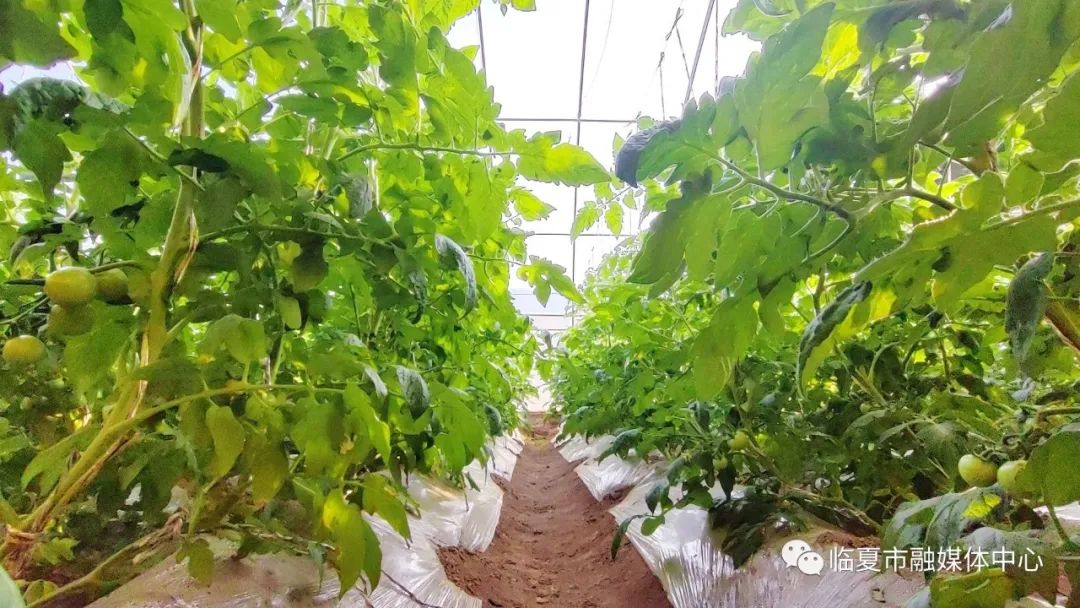 种植蔬菜致富新乡_新乡地区现在种什么菜_新乡大棚蔬菜种植基地