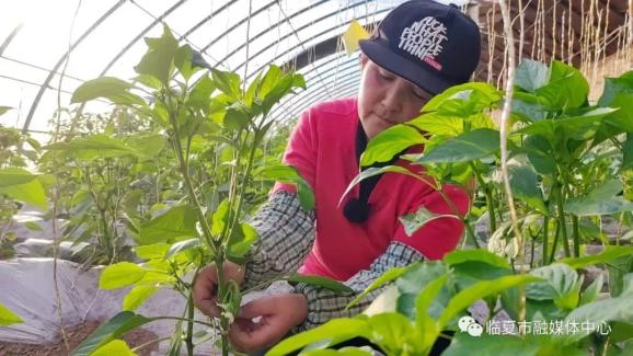 种植蔬菜致富新乡_新乡地区现在种什么菜_新乡大棚蔬菜种植基地