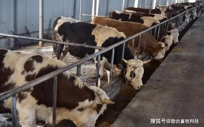 牛羊养殖技术有哪些_养殖牛羊技术有前景吗_养殖牛羊技术有前途吗