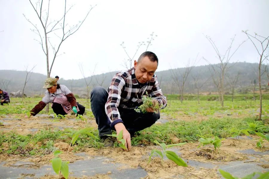 黄柏种植前景与经济效益_贵州黄柏种植致富_黄柏种植与国家政策