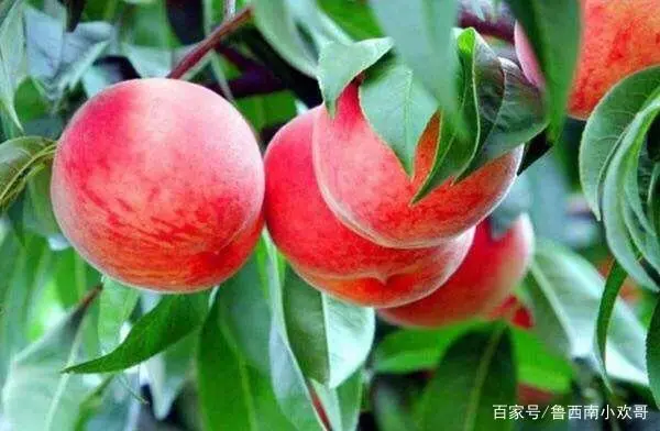 小庭院养殖致富案例_庭院致富经验案例_北方庭院养殖致富案例