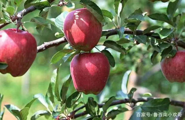 北方庭院养殖致富案例_庭院致富经验案例_小庭院养殖致富案例