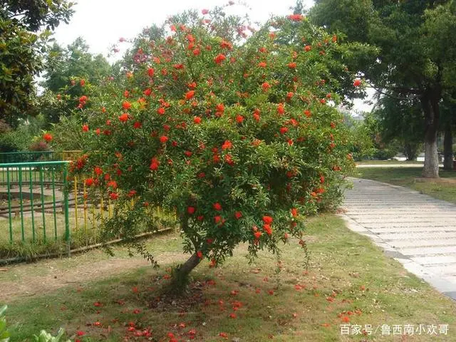 庭院致富经验案例_北方庭院养殖致富案例_小庭院养殖致富案例