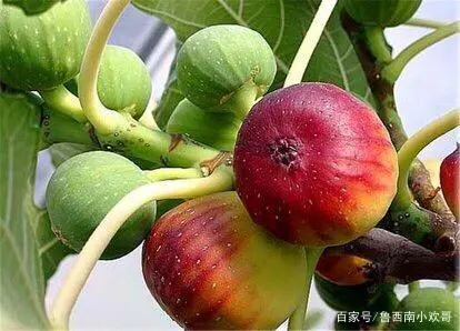 庭院致富经验案例_北方庭院养殖致富案例_小庭院养殖致富案例