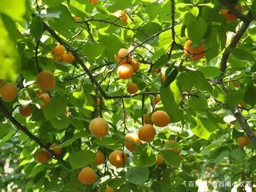 庭院致富经验案例_北方庭院养殖致富案例_小庭院养殖致富案例