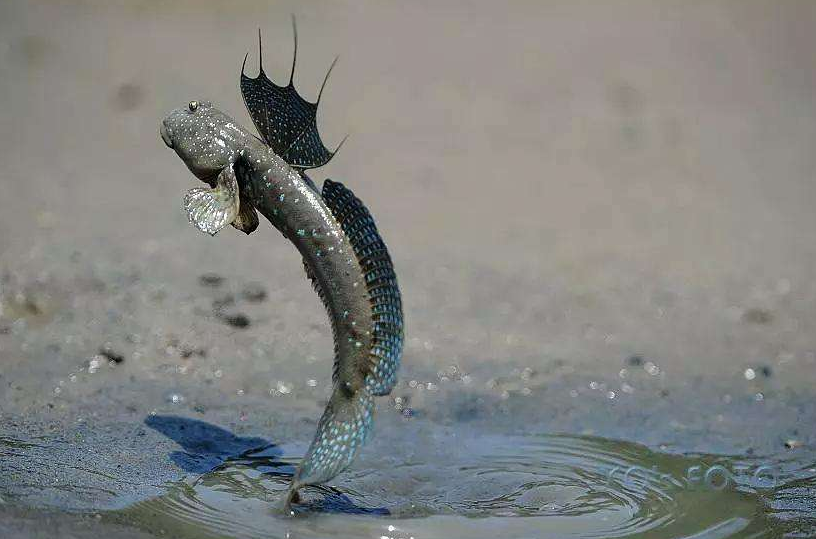 跳跳鱼的视频_跳跳鱼养殖视频_致富经跳跳魚