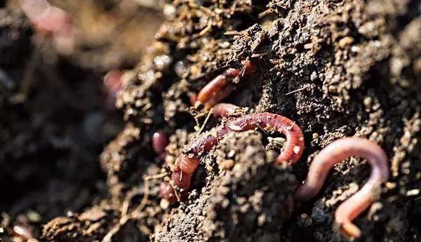 种地养殖一体化_养殖种植一体化视频_种养一体致富经